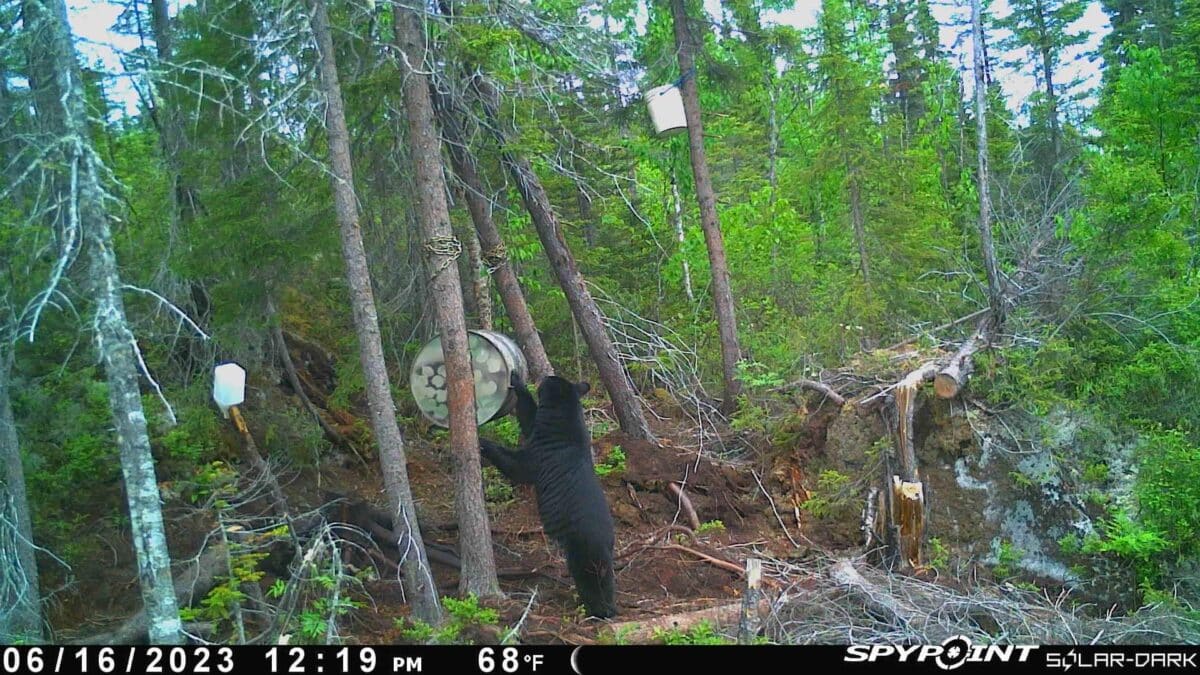 Baril à ours