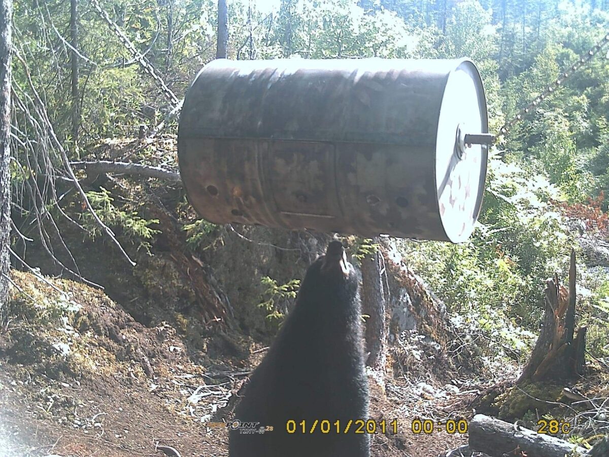 Baril à ours