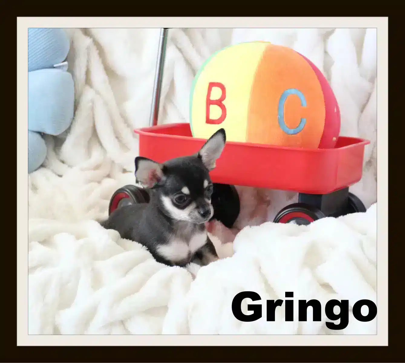 Chihuahua Femelle et mâle mini Garantie 1 an