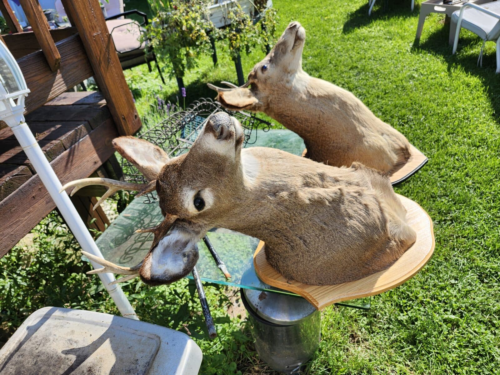 2 têtes de chevreuil neutraliser