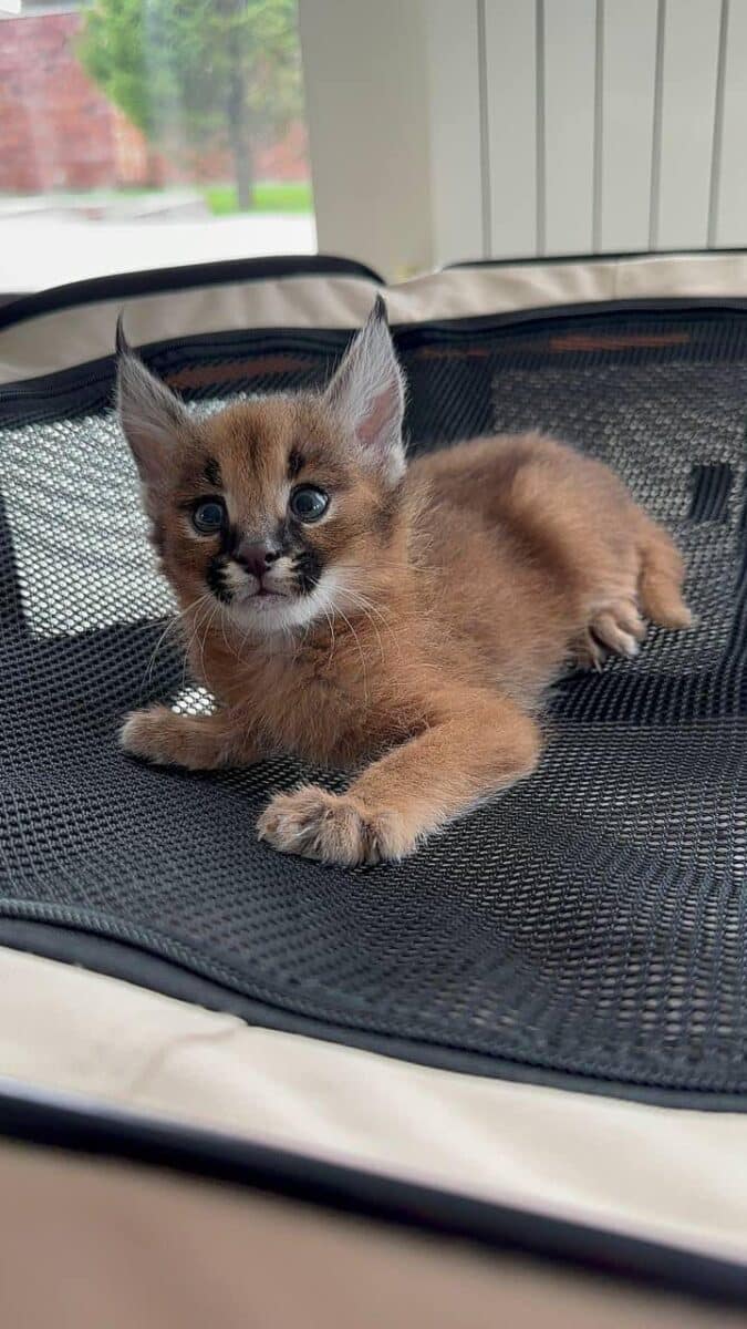 Savannah chatons Caracal enregistrés