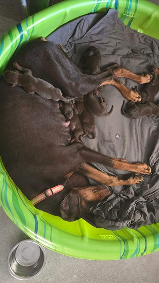 Chiot doberman