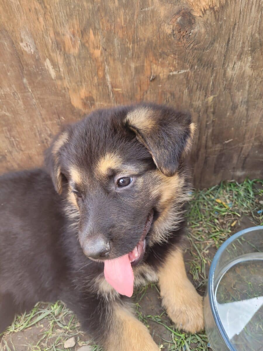 Chiots Berger Allemand pure race