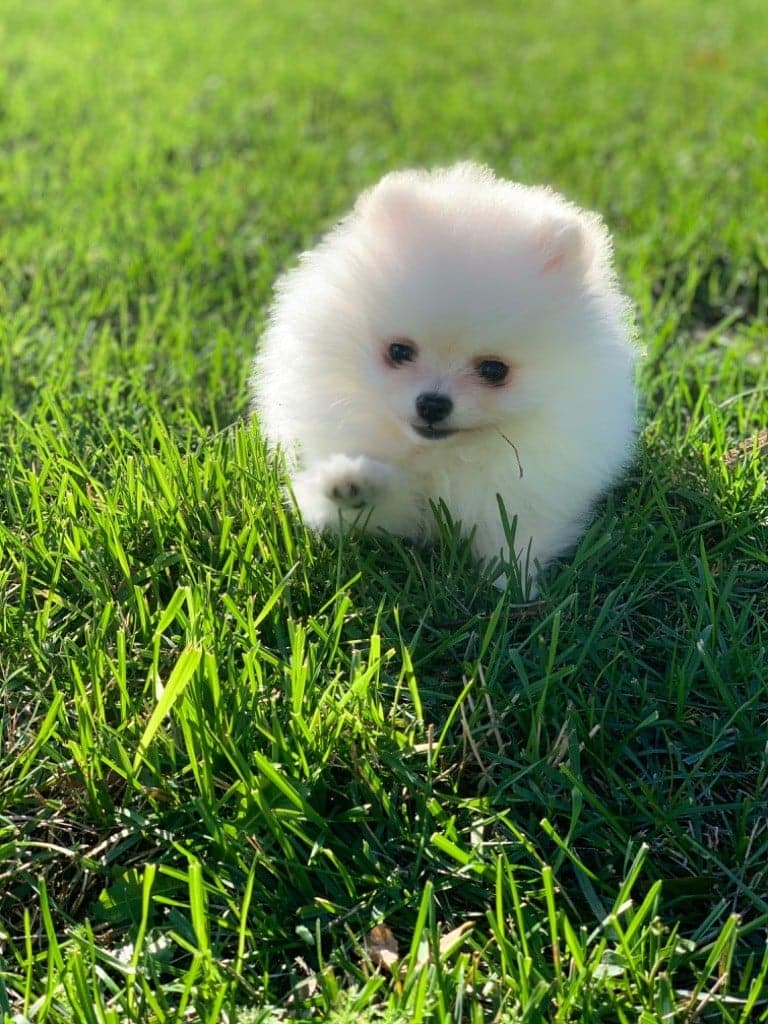 Adorables chiots spitz LOF excellent ligné