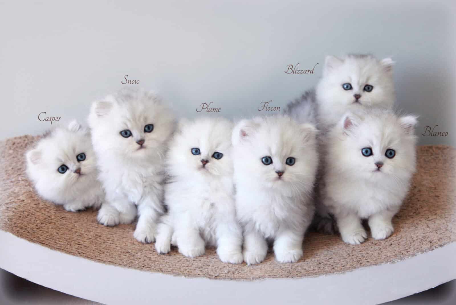 Adorables chatons Persan silver shaded