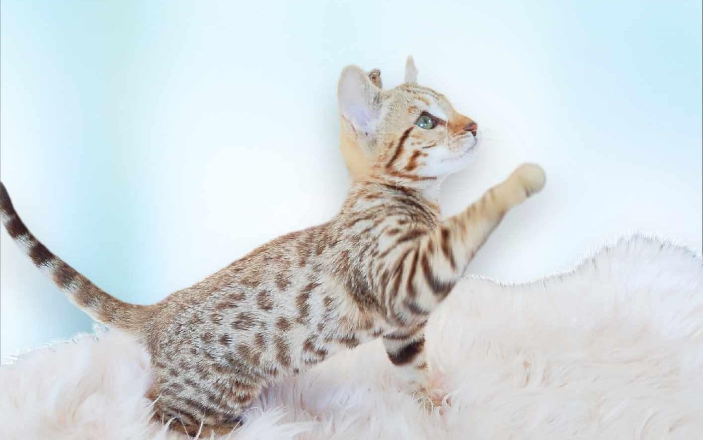 Chaton Bengal pure enregistré TICA (STERILISÉS / VACCINÉS )