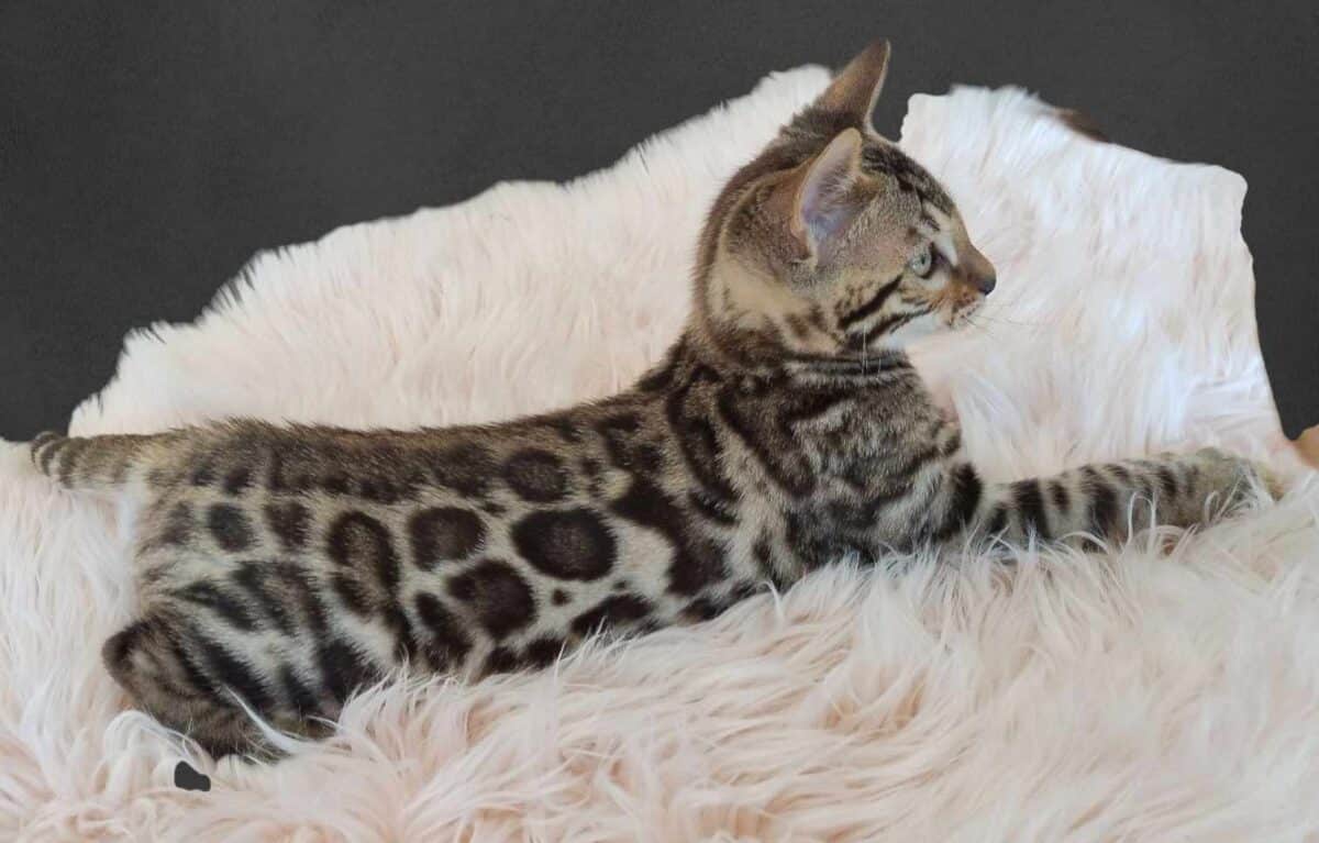 Chaton Bengal pure enregistré TICA (STERILISÉS / VACCINÉS )