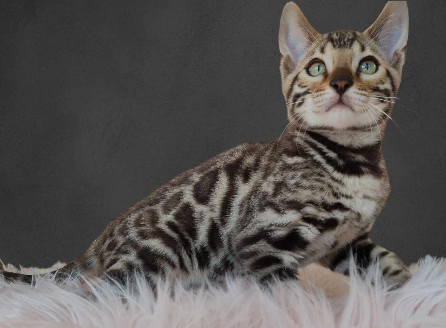 Chaton Bengal pure enregistré TICA (STERILISÉS / VACCINÉS )