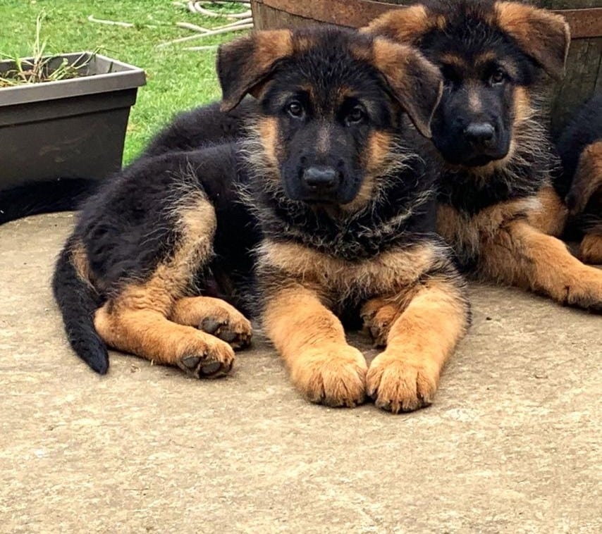 Chiots Berger Allemand gros gabarit