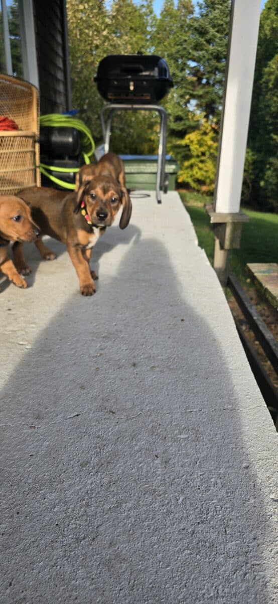 Chiots femelles Pitbull x Teckel