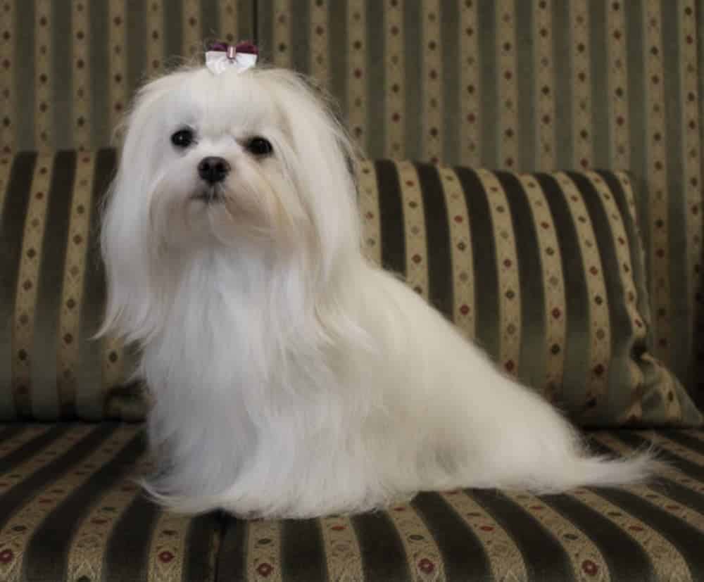 Maltese femelle