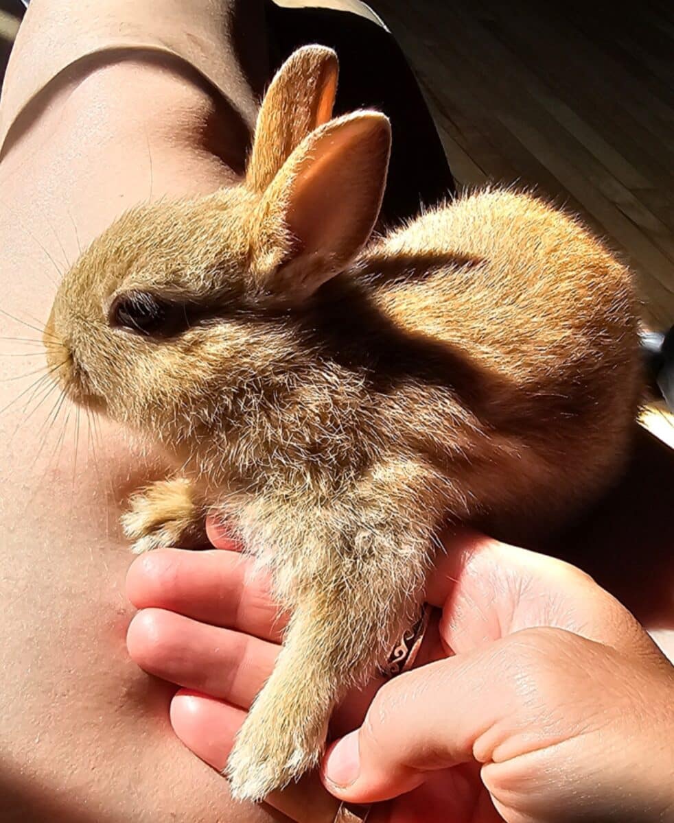 Bébé lapin nain.Jsuis allergique