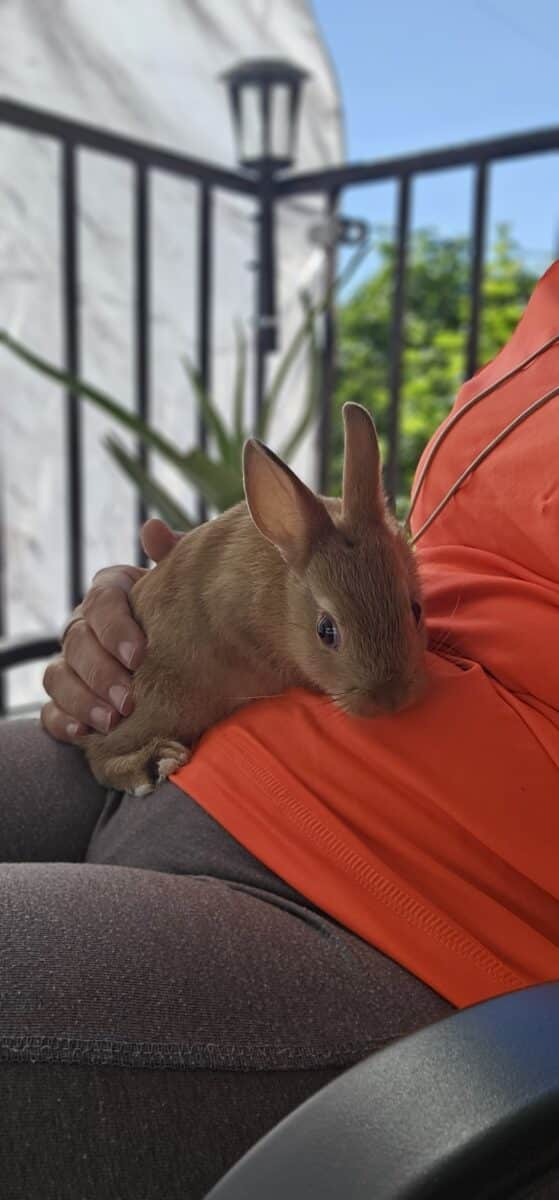 Bébé lapin nain.Jsuis allergique