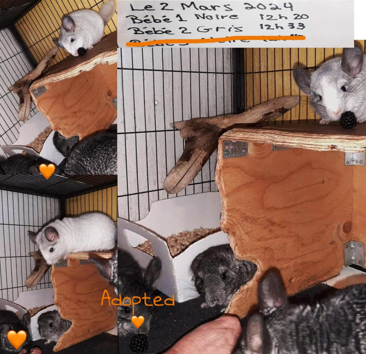 Adorables petits CHINCHILLA mâles et femelles prê pour l’adoption