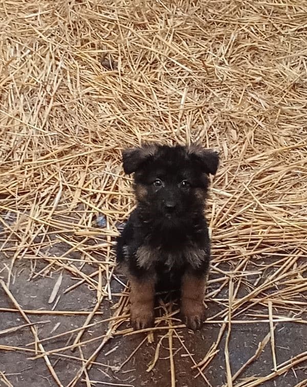 Chiots berger allemand