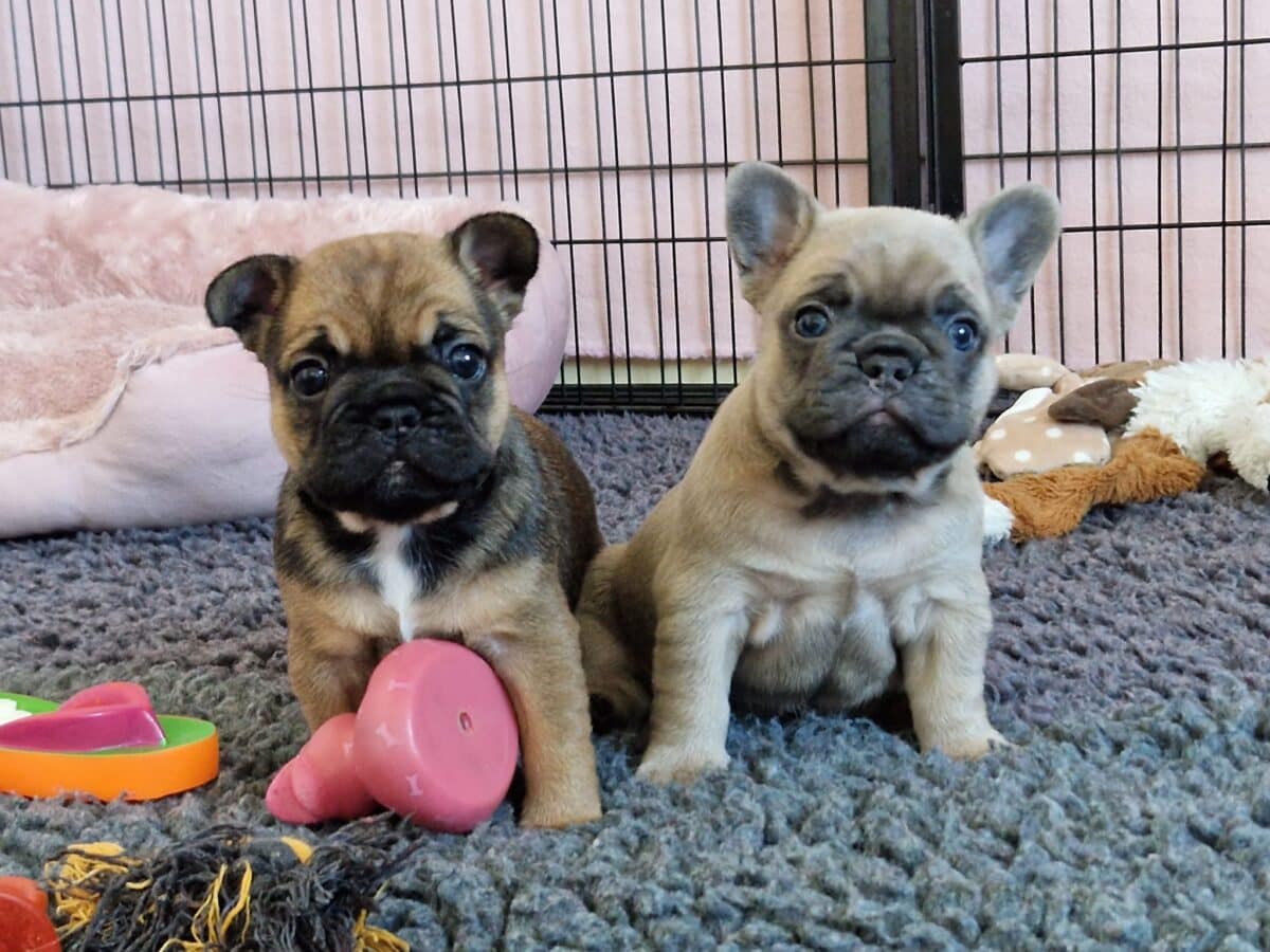 2 adorables chiots boul propres sevrés