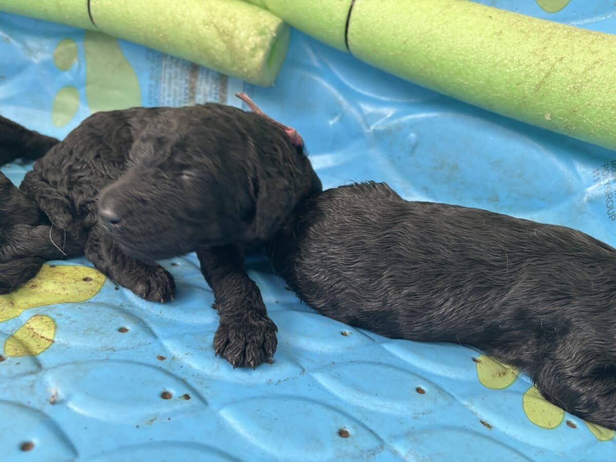 Goldendoodle chiots – golden doodle