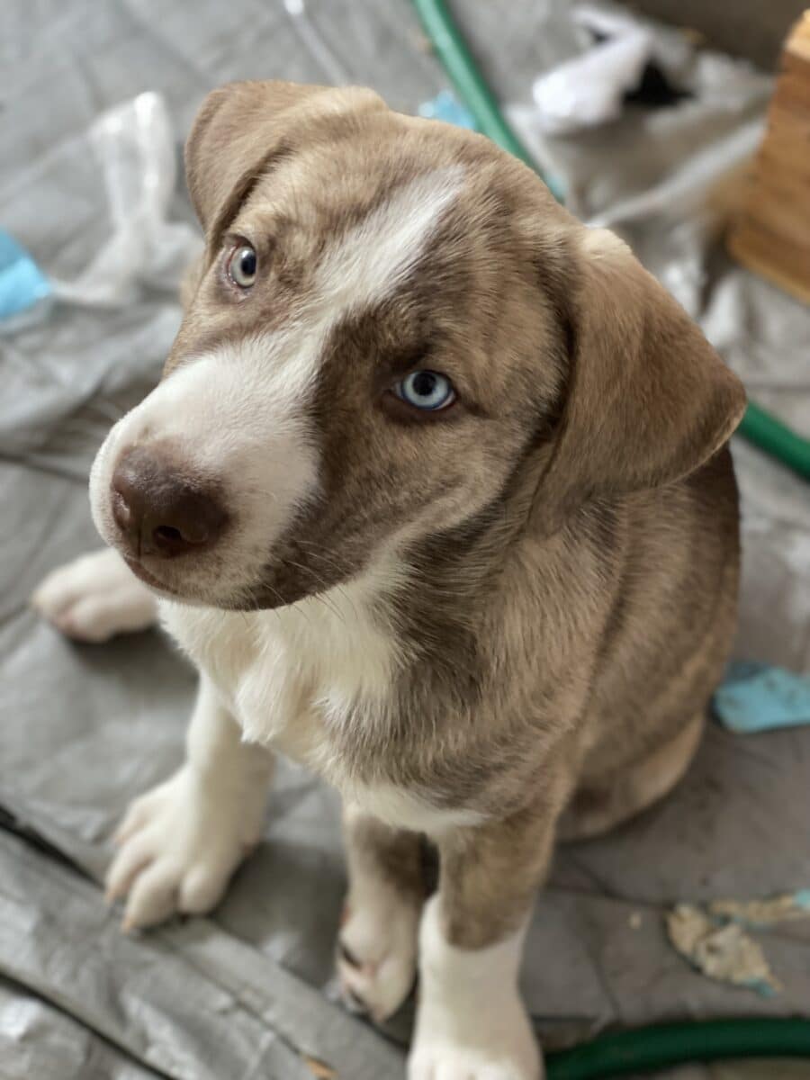 Husky x Dog Argentin