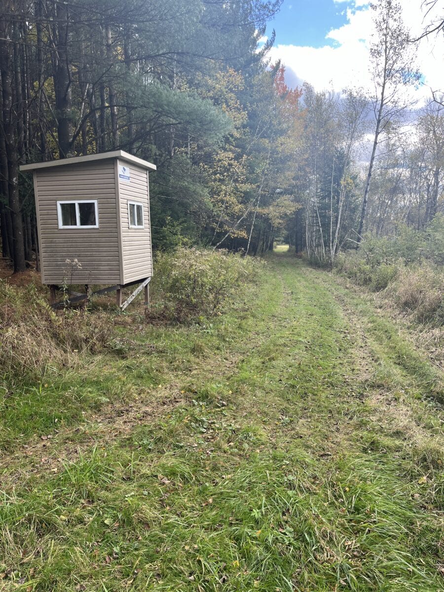 Chasse au chevreuils