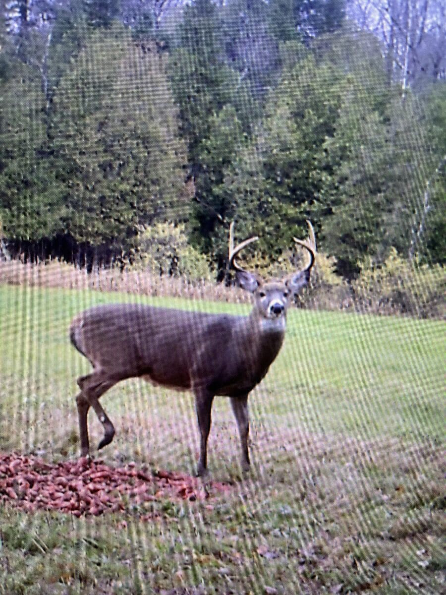 Chasse au chevreuils