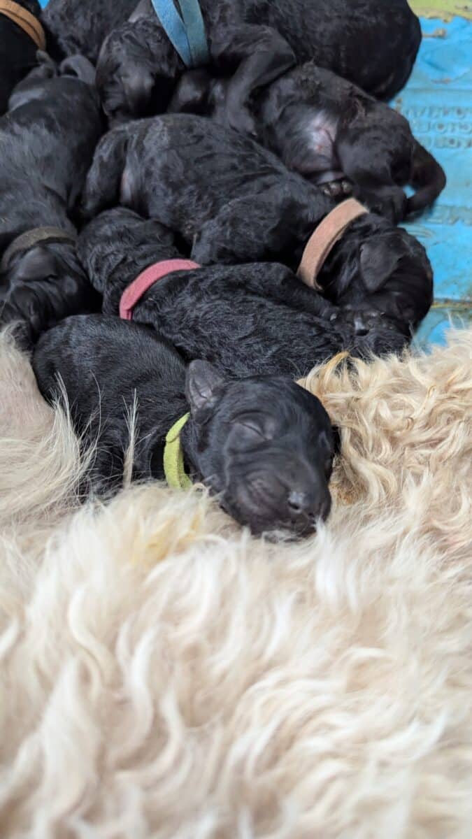 Goldendoodle chiots – golden doodle