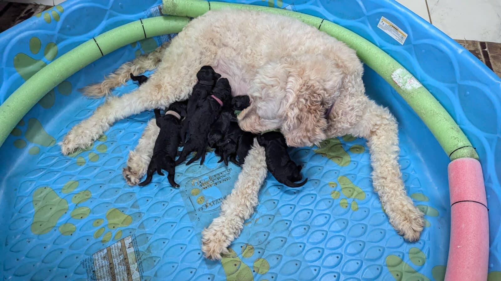 Goldendoodle chiots – golden doodle