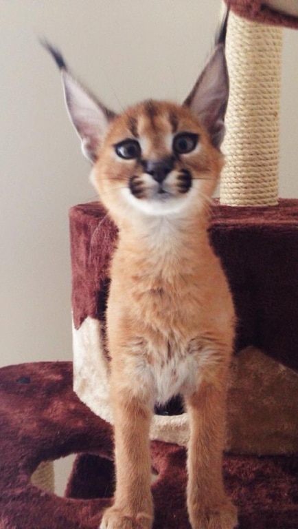 Savannah chatons Caracal enregistrés