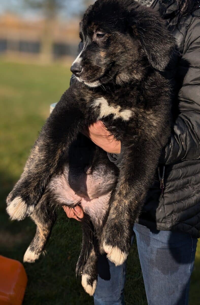 femelle Golden Mountain Dog à vendre