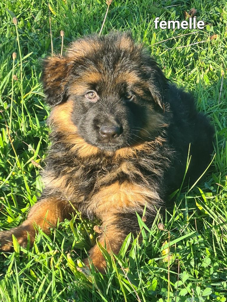 3 chiots de Race Berger Allemand LOF