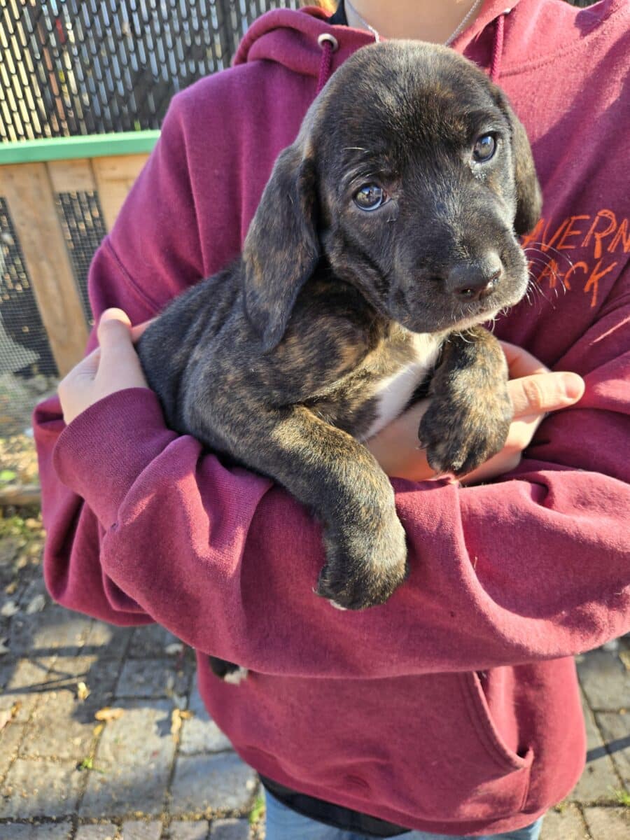 Plott hound