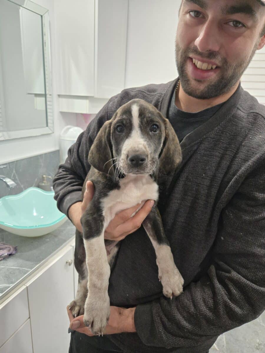 Plott hound